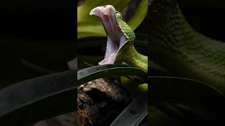 The most terrifying viper snake  Meet the Gaboon viper [upl. by Deming]