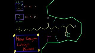 Chymotrypsin Enzyme Mechanism Serine Protease Covalent Catalysis Biochemistry Made Simple [upl. by Cohbert]