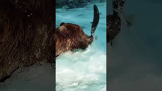 Grizzly Bears Catching Salmon  Natures Great Events Beauty Nature amp Wildwildanimals [upl. by Vastha]