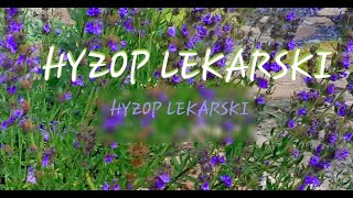 Hyzop lekarski  odmładzanie  Nasz Ogródek [upl. by Attenauqa]