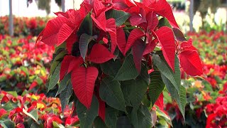 Christmas Poinsettias [upl. by Timus]