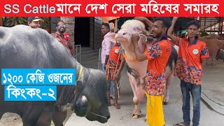 biggest buffalo farm in bd  SS Cattle Farm  largest buffalo in bd  agriculture news [upl. by Claudianus]