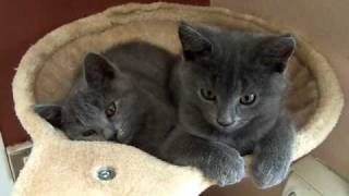 Chatons chartreux de 2 mois [upl. by Isadore]