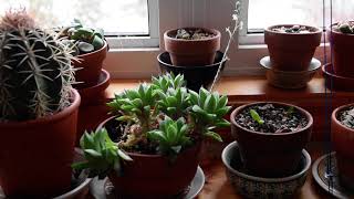 Haworthia cooperi in bloom January 2024 [upl. by Ereveniug]