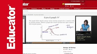 Enzyme Reaction Rate Graph [upl. by Niaz835]