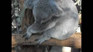 Koala Sanctuary Australia [upl. by Haidadej276]