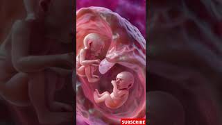 Incredible Footage of Twins Developing in the Womb [upl. by Philender]