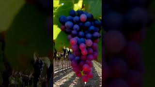 Uncovering the Sweet Science of Grapes grapeharvest fruit grapegrowing grapevine farming [upl. by Lilyan]