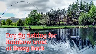 Dry fly fishing for Rainbow trout at Bessy Beck [upl. by Udella]