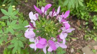 Spider Flowers Cleome hassleriana Plant Profile [upl. by Bull57]