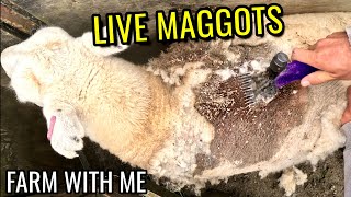 Maggots Bothering Friendly Sheep [upl. by Egarton]