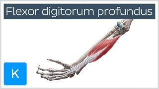 Flexor digitorum profundus muscle  Origin Insertion Innervation amp Function  Anatomy  Kenhub [upl. by Phebe]