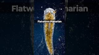 MindBlowing Fact Flatworms Regain Memories After Being Cut flatworms facts [upl. by Eibbed]