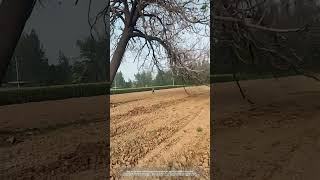 Process Of Cutting A Paulownia Tree In Farmland [upl. by Akem]