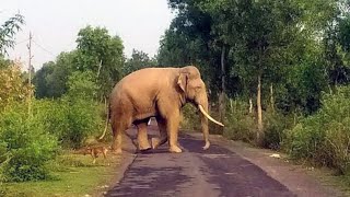 ആനയെ ട്രോളി വിട്ട പഹയന്മാരുണ്ടോ  കണ്ടിട്ടില്ല എങ്കിൽ കണ്ടോളു [upl. by Schertz]