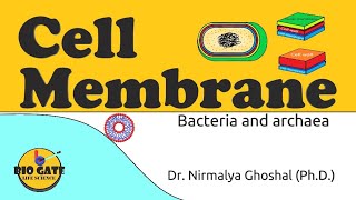 Cell Membrane of Bacteria and Archaea animation plasmamembrane [upl. by Trefler]