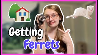 What to do When Bringing Your NEW Ferrets HOME [upl. by Nwahsear975]