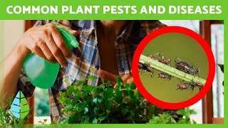 Eliminate Plant Pests and Diseases Naturally 🌸✅  6 Effective Home Remedies [upl. by Ahseret]