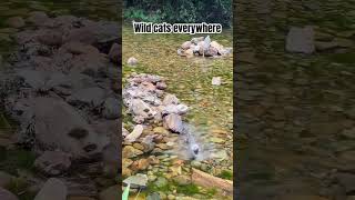 Wild cats everywhere wildcats catvideos beautifulcats cats viral [upl. by Zetnom38]