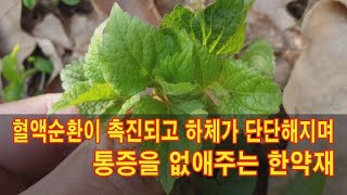 혈액순환이 촉진되고 하체가 단단해지며 통증을 없애주는 한약재 [upl. by Asabi]