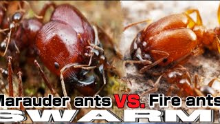 Marauder ants VS Fire ants Shorts  D colony [upl. by Portugal953]