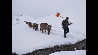 Alpsommer 2024 Im Schnee auffahren – im Schnee abfahren [upl. by Rothschild411]