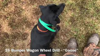 16 Bumper Wagon Wheel Drill  “Goose” [upl. by Samale]