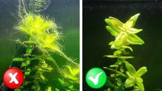 How to Balance a Planted Tank  StepbyStep Guide [upl. by Nauqan]