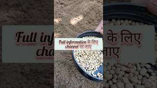 How to grow coriander at home gardening nature plant voiceofplant shorts viral india [upl. by Hennessey]