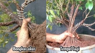 Tempel lagi Membuat bonsai kimeng gabungan [upl. by Gretta260]