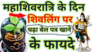 महाशिवरात्रि के दिन शिवलिंग पर चढ़ा बेल पत्र खाने से क्या होता है♦️ जानोगे तो होश उड़ जायेगा 😱 [upl. by Neitsirk]