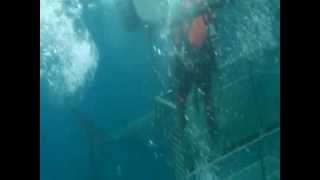 GREAT WHITE SHARK ATTACKS CAMERA MAN [upl. by Anerb]