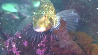 Kelp Greenling in Southeast Alaska [upl. by Sitoeht]