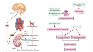 Fisiopatología  Sistema cardiovascular [upl. by Zap]