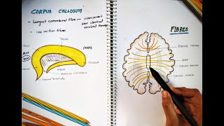 CORPUS CALLOSUM  Parts and Function  Largest Commissure  White Matter  Neuro Anatomy [upl. by Maillil]