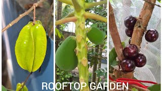 ടറസിലെ പഴത്തോട്ടം 🍇🍇 Fruits Plants Garden at Rooftop [upl. by Eisoj]