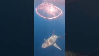 Sandbar Shark and Moon Jellyfish in the Gulf Stream sharks mysharklife [upl. by Vanda701]