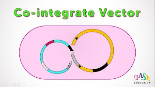 Cointegrate Vector  Agrobacterium  Transformation in plants  Ti plasmid  Biotechnology BScMSc [upl. by Ecnav715]