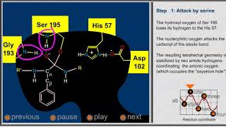 Chymotrypsin mechanism [upl. by Nitsoj]