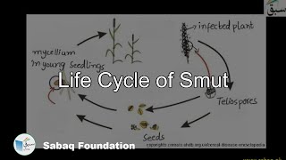 Life Cycle of Smut Biology Lecture  Sabaqpk [upl. by Alegnad290]