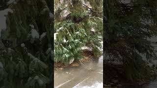 It’s Snowing On November 12th ASMR asmr 011 006 snow [upl. by Kennith]