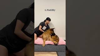 How I help my senior dog with arthritis shorts canineconditioning dogs germanshepherd [upl. by Mozart205]