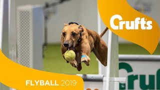 Flyball  Team Final  Crufts 2019 [upl. by Materi129]