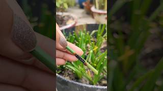 lily moth caterpillar [upl. by Shira]