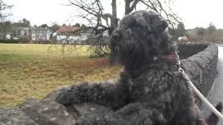 Bouvier Des Flandres Alert Allways [upl. by Ybbed205]