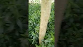 Green ChirettaA medicinal plant কালমেঘ গাছের সমাহার healthy nature [upl. by Nilhsa660]