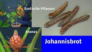 Exotische Pflanzen Johannisbrotbaum austopfen und Wurzeln schneiden Ananans Blüte ansehen [upl. by Arrehs268]