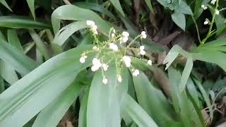 beautiful white Xiphidium flowers [upl. by Bertilla189]