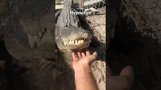 Trick To Hypnotize A Crocodile 🐊 [upl. by Neelloj]