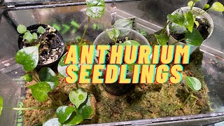 Repotting Anthurium Seedlings 🌱 Anthurium Pterodactyl x Clarinervium 🌱 [upl. by Arvo265]